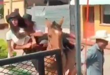 De vaqueritas no tienen nada: Se caen del caballo durante hípico en Guatemala Se caen del caballo durante hípico en Guatemala
