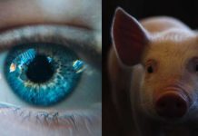 "Córnea de cerdo": Implante 'regresará la vista a no videntes'