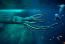 ¿El kraken regresó? Video muestra a calamar gigante devorando a animal