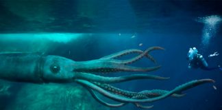 ¿El kraken regresó? Video muestra a calamar gigante devorando a animal