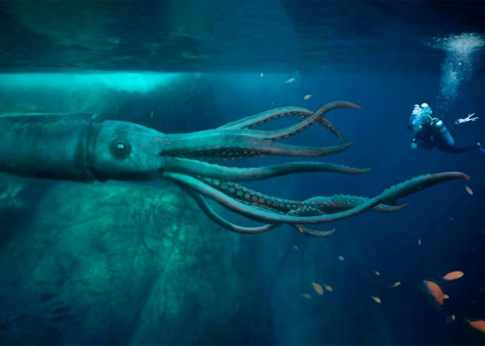 ¿El kraken regresó? Video muestra a calamar gigante devorando a animal
