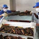 Sistema Nacional de Producción visita procesadora de mariscos en Rivas Sistema Nacional de Producción visita procesadora de mariscos en Rivas