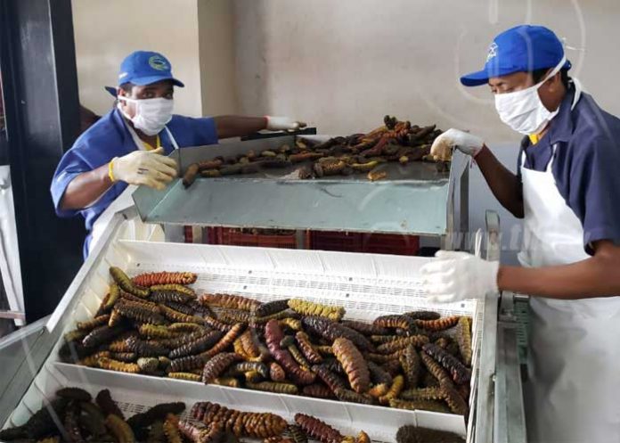 Sistema Nacional de Producción visita procesadora de mariscos en Rivas