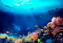 El oxígeno marino es gracias a los movimientos de los continentes
