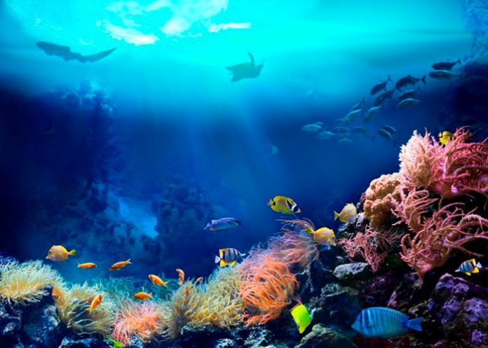 El oxígeno marino es gracias a los movimientos de los continentes