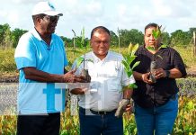 'Vida Pain' dona 50 mil plantas de marañón en la Costa Caribe Norte
