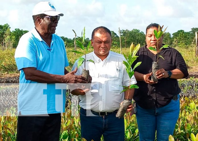 'Vida Pain' dona 50 mil plantas de marañón en la Costa Caribe Norte