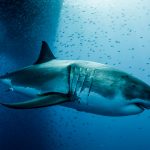 Científicos crean la primera reconstrucción en 3D del Megalodón