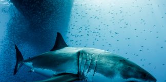 Científicos crean la primera reconstrucción en 3D del Megalodón