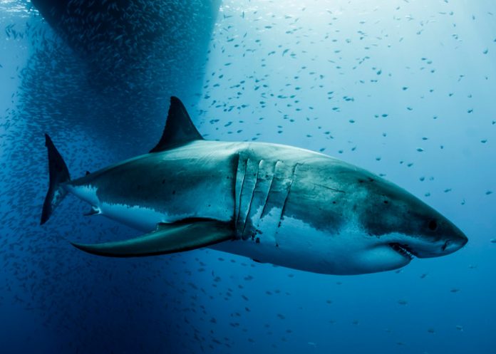 Científicos crean la primera reconstrucción en 3D del Megalodón