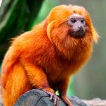 ¿Sabías que los monos titíes entienden lo que tu hablas?