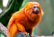 ¿Sabías que los monos titíes entienden lo que tu hablas? ¿Sabías que los monos titíes entienden lo que tu hablas?