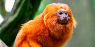 ¿Sabías que los monos titíes entienden lo que tu hablas?