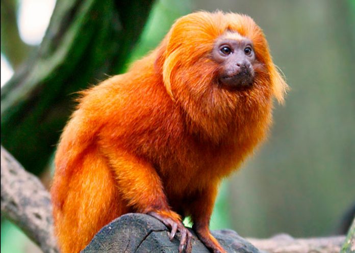 ¿Sabías que los monos titíes entienden lo que tu hablas?