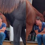 Un caballo consuela a su cuidadora que atraviesa un divorcio