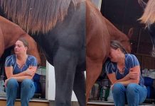 Un caballo consuela a su cuidadora que atraviesa un divorcio (Video) Un caballo consuela a su cuidadora que atraviesa un divorcio