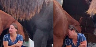 Un caballo consuela a su cuidadora que atraviesa un divorcio