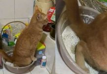 Gato se confunde y orina harina con la que preparaban la comida Gato se confunde y orina harina con la que preparaban la comida