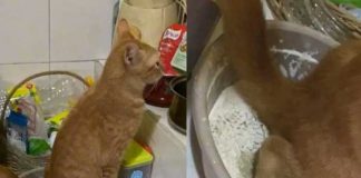 Gato se confunde y orina harina con la que preparaban la comida