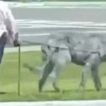 Video: Terrorífica bestia sale a pasear con su dueña y se vuelve viral Video: Terrorífica bestia sale a pasear con su dueña y se vuelve viral