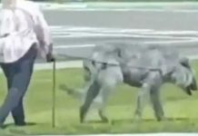 Video: Terrorífica bestia sale a pasear con su dueña y se vuelve viral Video: Terrorífica bestia sale a pasear con su dueña y se vuelve viral