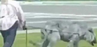 Video: Terrorífica bestia sale a pasear con su dueña y se vuelve viral
