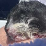 "Como la moneda": Nace gato con rara enfermedad de dos caras