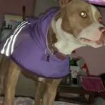 "La que ladre es hetero": Perrita "queer" se torna viral en TikTok