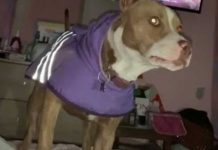 «La que ladre es hetero»: Perrita «queer» se torna viral en TikTok "La que ladre es hetero": Perrita "queer" se torna viral en TikTok