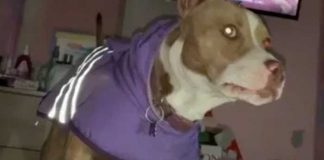 "La que ladre es hetero": Perrita "queer" se torna viral en TikTok
