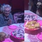 «Ternurita»: Abuelita celebra su cumpleaños con sus 10 perros "Ternurita": Abuelita celebra su cumpleaños con sus 10 perros