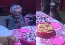 «Ternurita»: Abuelita celebra su cumpleaños con sus 10 perros "Ternurita": Abuelita celebra su cumpleaños con sus 10 perros