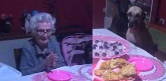 "Ternurita": Abuelita celebra su cumpleaños con sus 10 perros