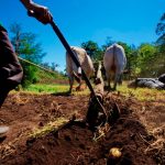 Avanza la agrotransformación en Nicaragua con el Programa «Adelante» Avanza la agrotransformación en Nicaragua con el Programa "Adelante"