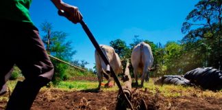 Avanza la agrotransformación en Nicaragua con el Programa "Adelante"