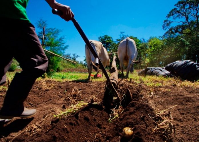 Avanza la agrotransformación en Nicaragua con el Programa 
