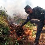 Operativos en Honduras para evitar que se convierta en productor de coca Operativos en Honduras para evitar que se convierta en productor de coca