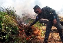 Operativos en Honduras para evitar que se convierta en productor de coca Operativos en Honduras para evitar que se convierta en productor de coca