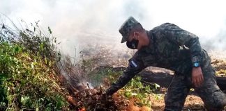 Operativos en Honduras para evitar que se convierta en productor de coca