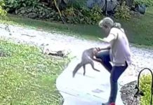 ¡VIDEO! Mujer protagoniza campal batalla con un zorro en Washington ¡VIDEO! Mujer protagoniza campal batalla con un zorro en Washington