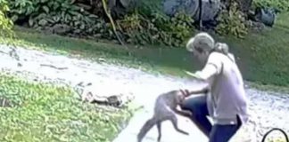 ¡VIDEO! Mujer protagoniza campal batalla con un zorro en Washington