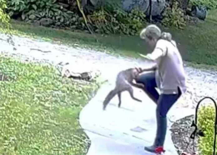 ¡VIDEO! Mujer protagoniza campal batalla con un zorro en Washington