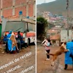 Firualis después de la vacuna: Perrito «abraza» a su enfermera en Perú No todos son iguales: Un perrito abraza a la enfermera en Perú