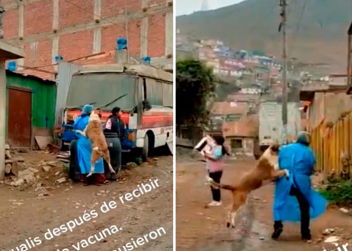No todos son iguales: Un perrito abraza a la enfermera en Perú