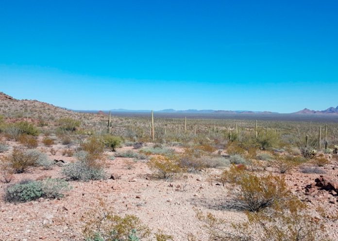 Abandonados a su suerte: 