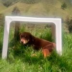 ¡Qué crueldad! Sujeto apuñala en los ojos a una perrita en Colombia ¡Qué crueldad! Sujeto apuñala en los ojos a una perrita en Colombia