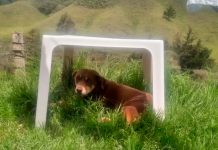 ¡Qué crueldad! Sujeto apuñala en los ojos a una perrita en Colombia ¡Qué crueldad! Sujeto apuñala en los ojos a una perrita en Colombia