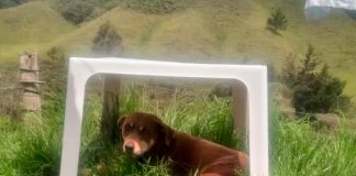 ¡Qué crueldad! Sujeto apuñala en los ojos a una perrita en Colombia