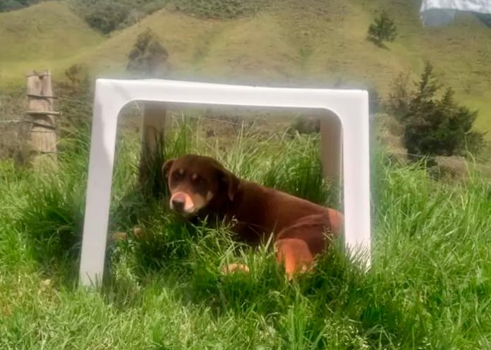 ¡Qué crueldad! Sujeto apuñala en los ojos a una perrita en Colombia