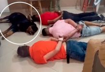 Arresto canino: Rottweiler se «rinde» en operativo narcótico en Brasil Perrito se "rinde" junto a sus dueños en narco operativo en Brasil